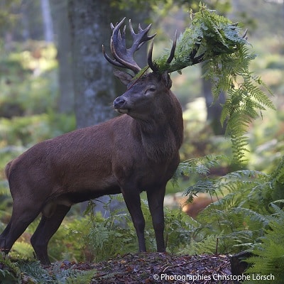 un cerf observé pendant le team-building brame du cerf, un séminaire en automne